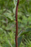 Groovestem Indian plantain